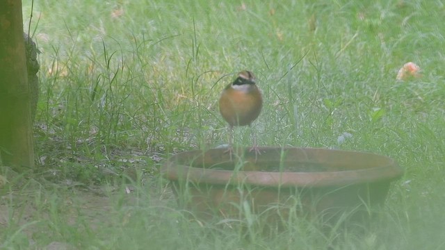 Bengalenpitta - ML559029441