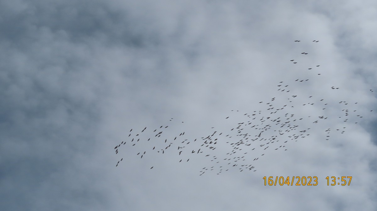 Sandhill Crane - ML559030081