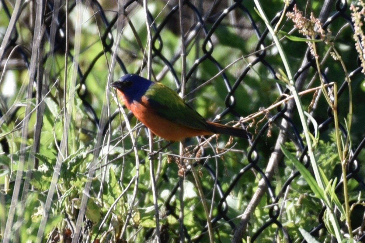 Painted Bunting - laura endt