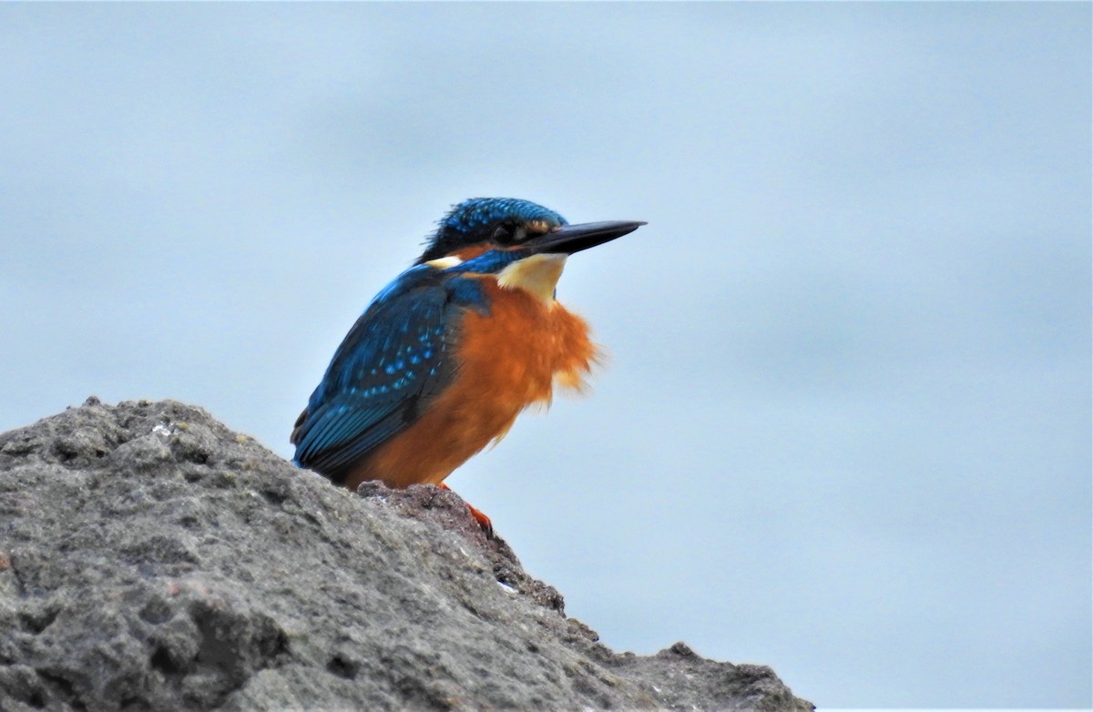 Common Kingfisher - ML559030311