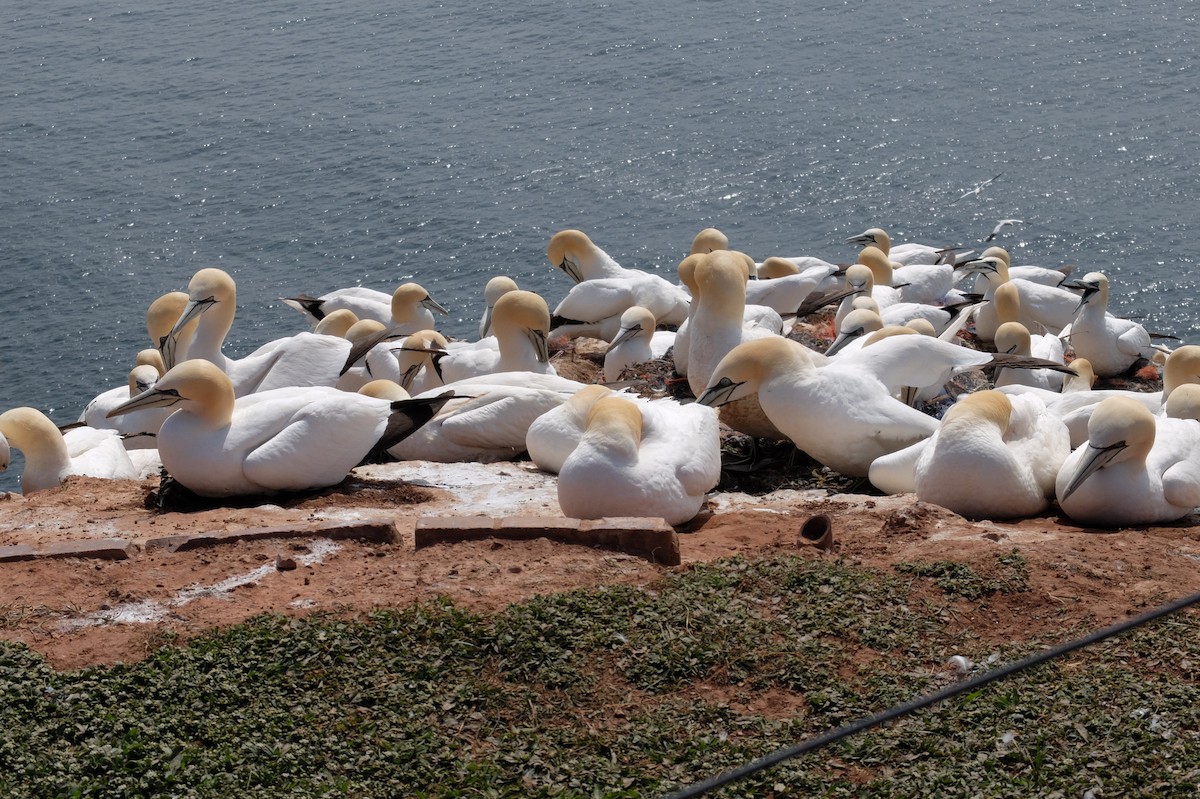 Northern Gannet - ML559031081