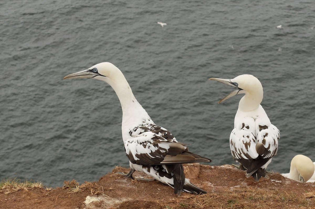 Northern Gannet - ML559031421