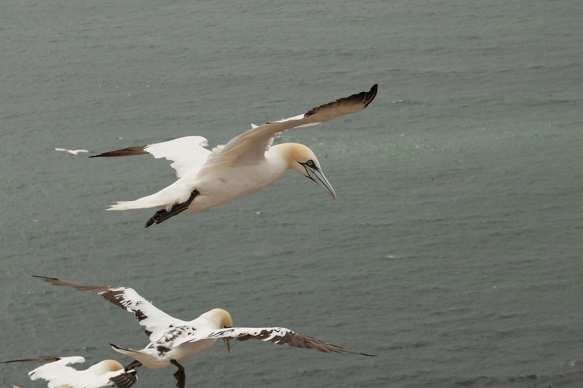 Northern Gannet - ML559031491