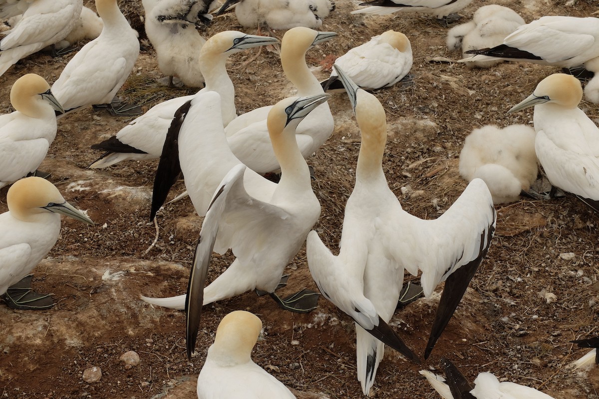 Northern Gannet - ML559031531