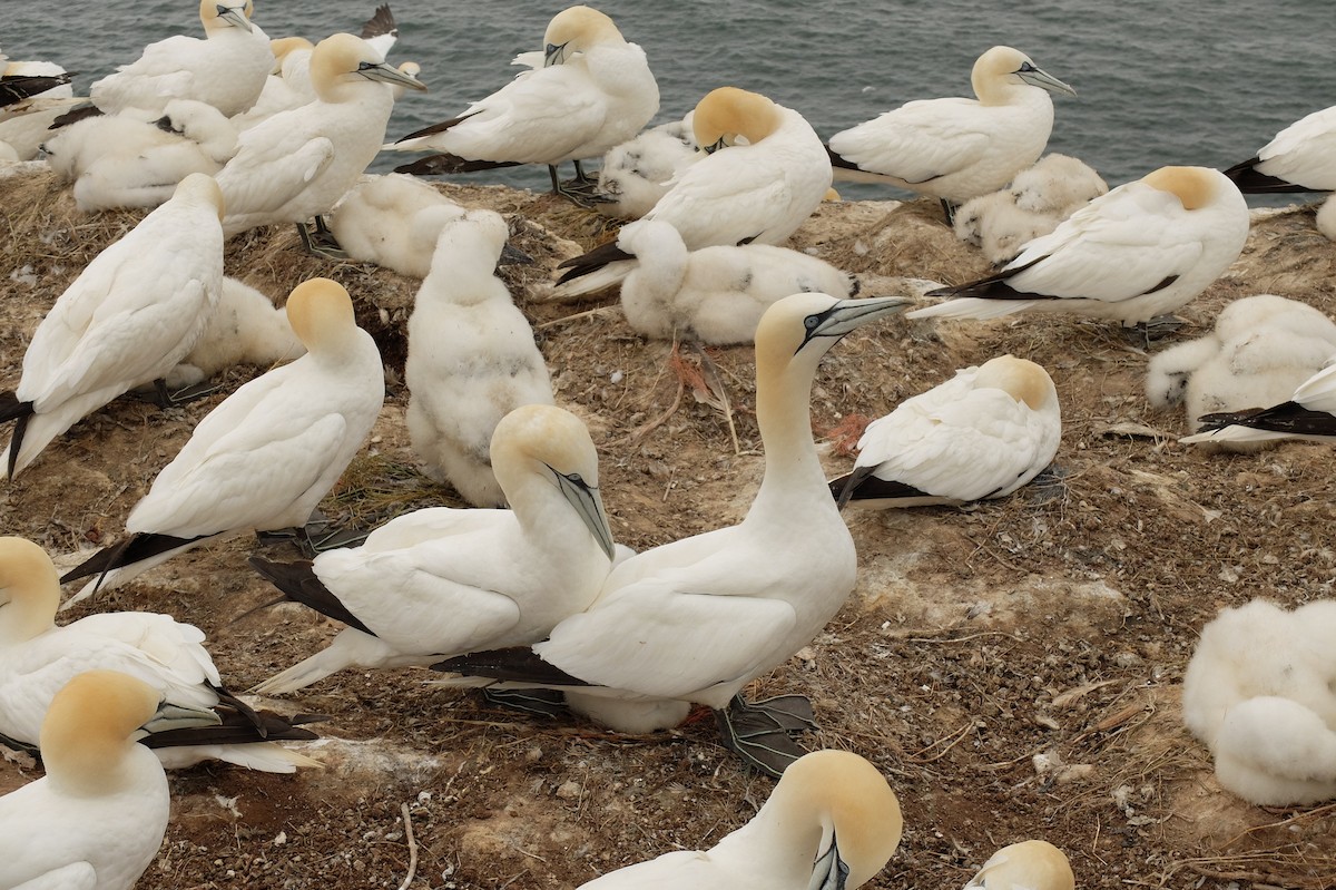 Northern Gannet - ML559031541