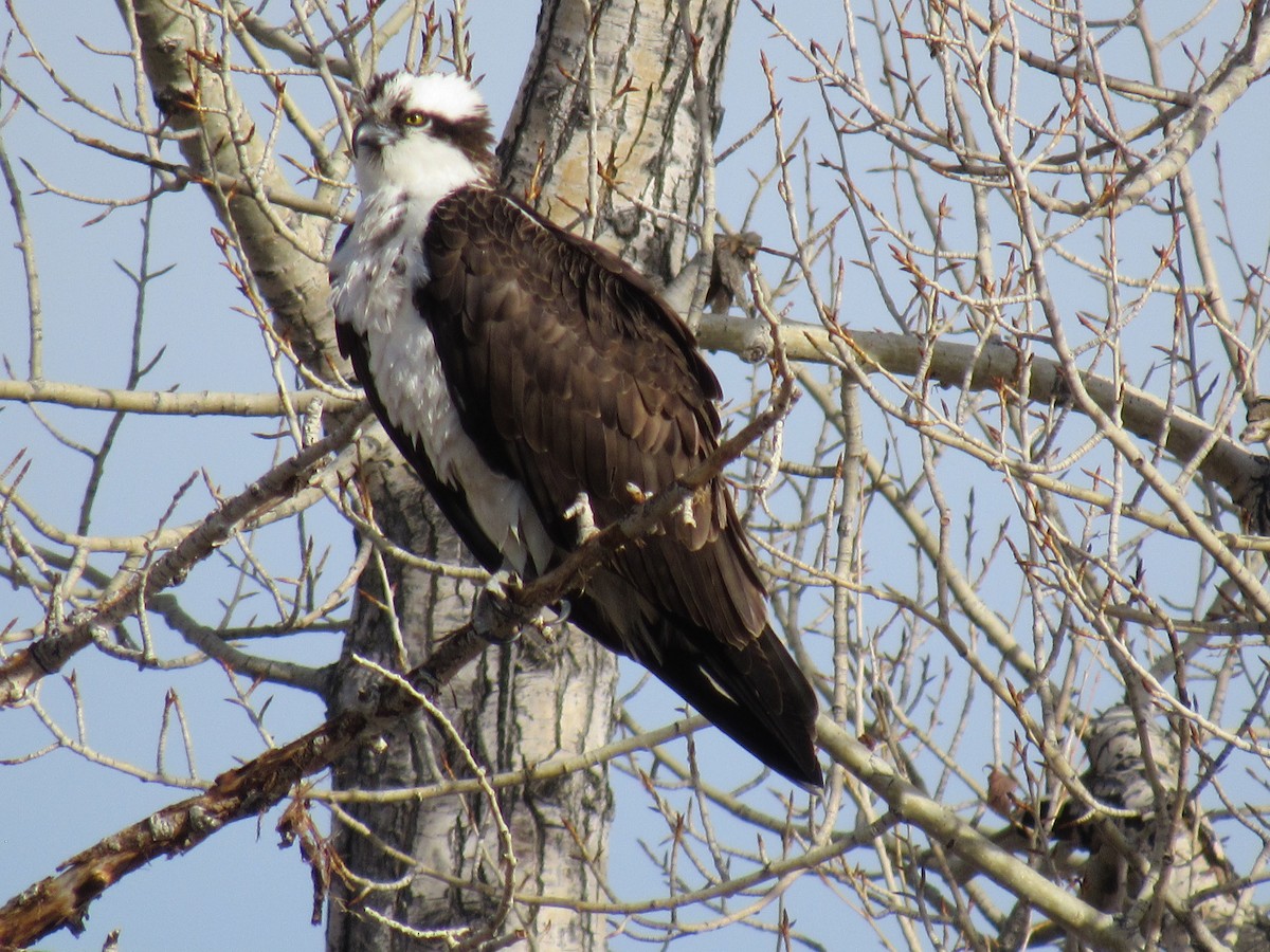 Osprey - ML559032101