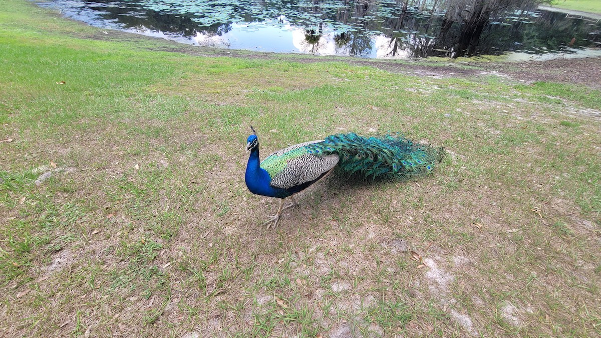 Indian Peafowl (Domestic type) - ML559032751