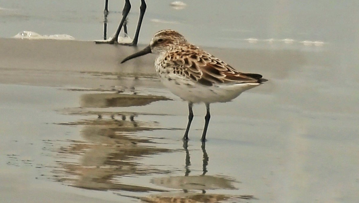 Broad-billed Sandpiper - ML559032911