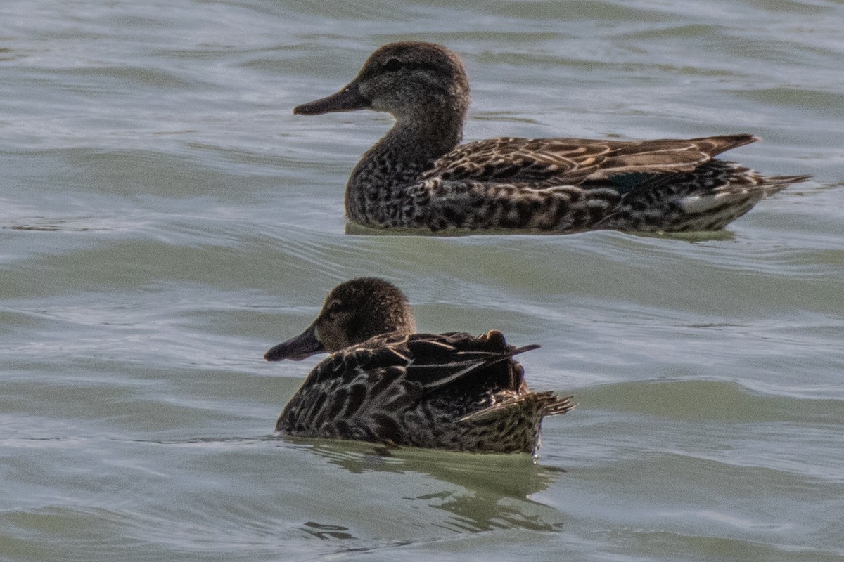 Northern Shoveler - ML559032931