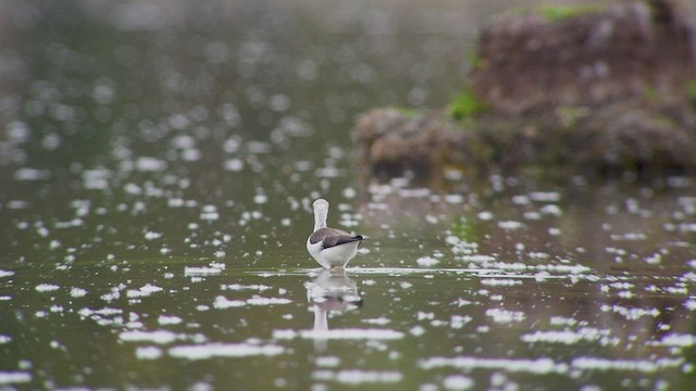 Black-winged Stilt - ML559034451