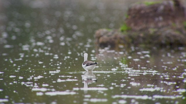 Black-winged Stilt - ML559034451