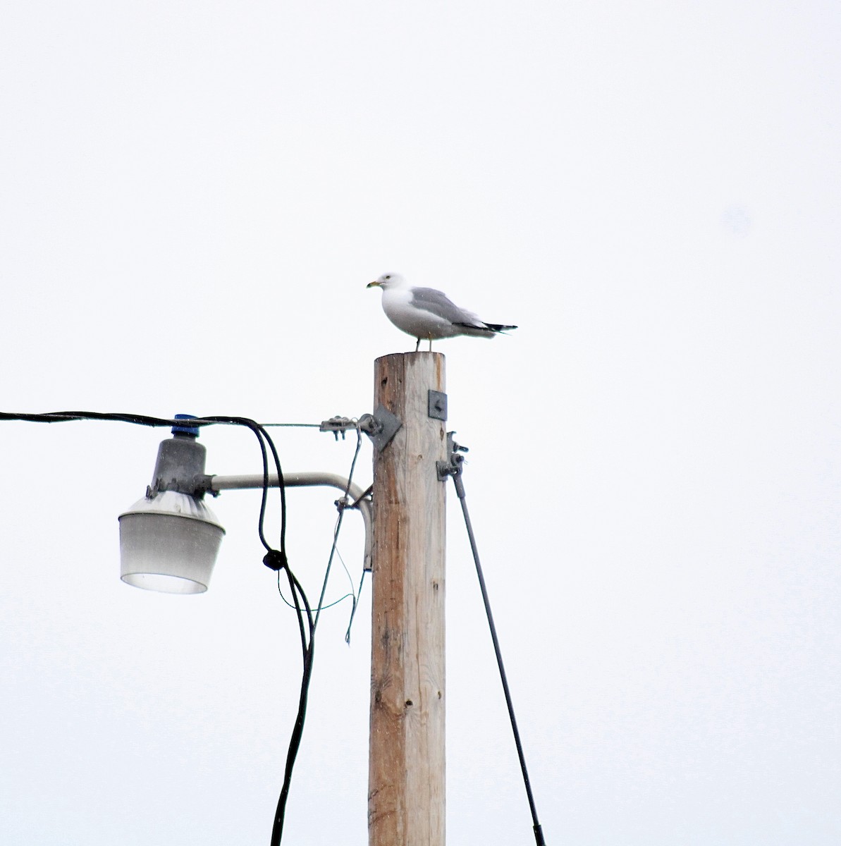 Ring-billed Gull - ML559034501