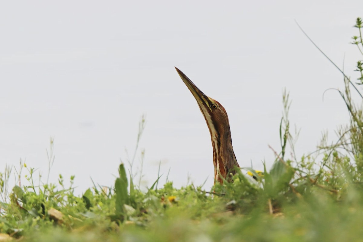 American Bittern - ML559034511