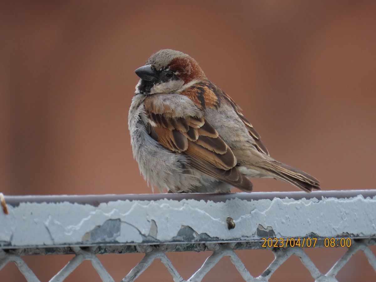 House Sparrow - Josue Cruz