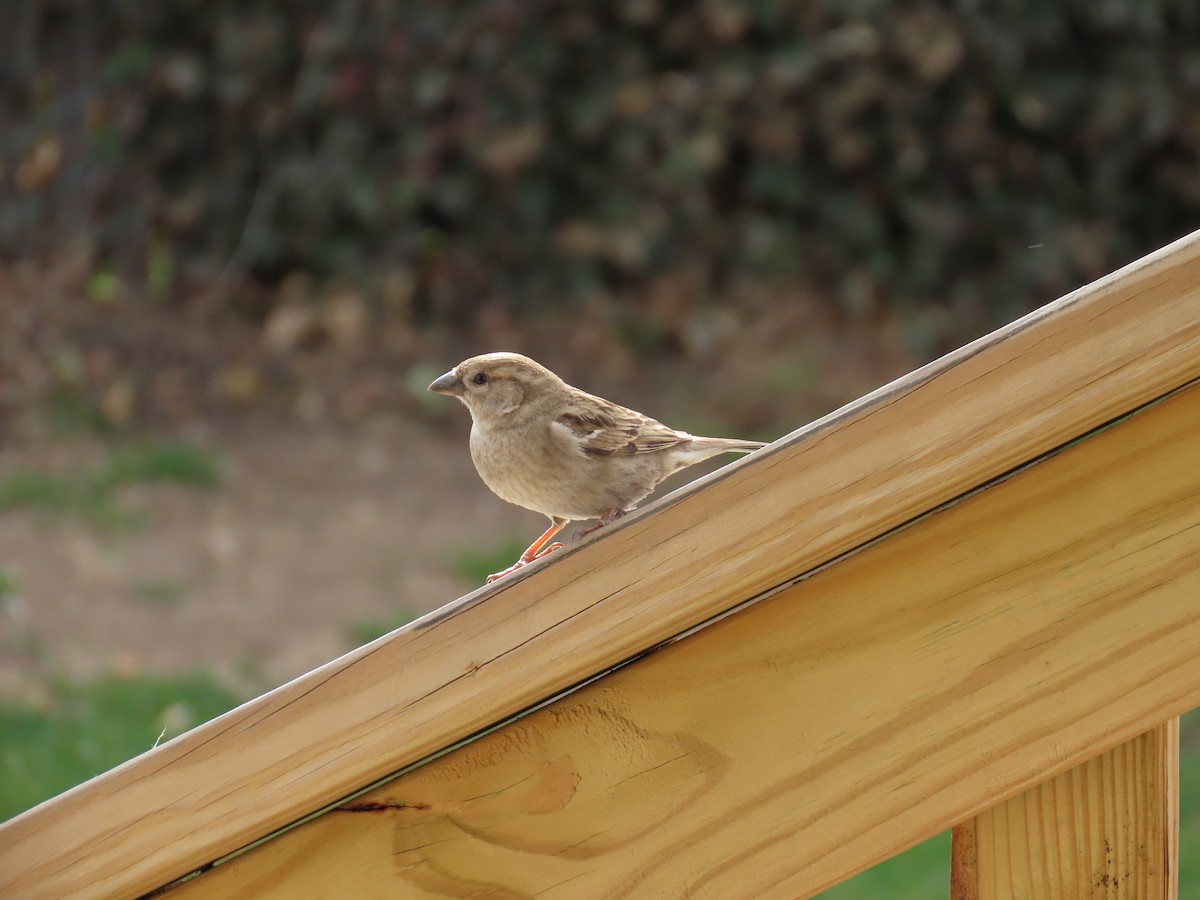 Chipping Sparrow - ML559034661