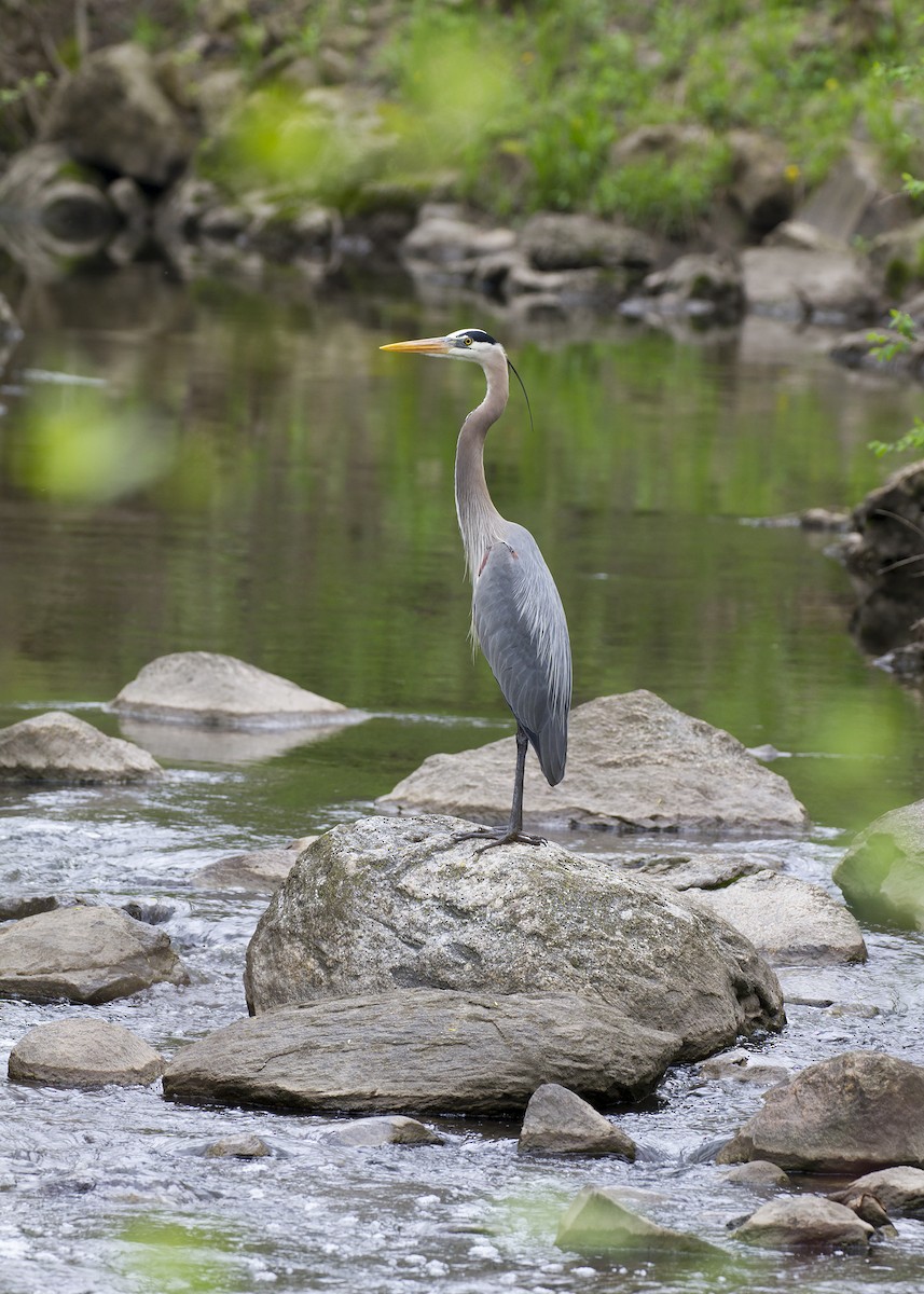 Great Blue Heron - Cynthia Bridge