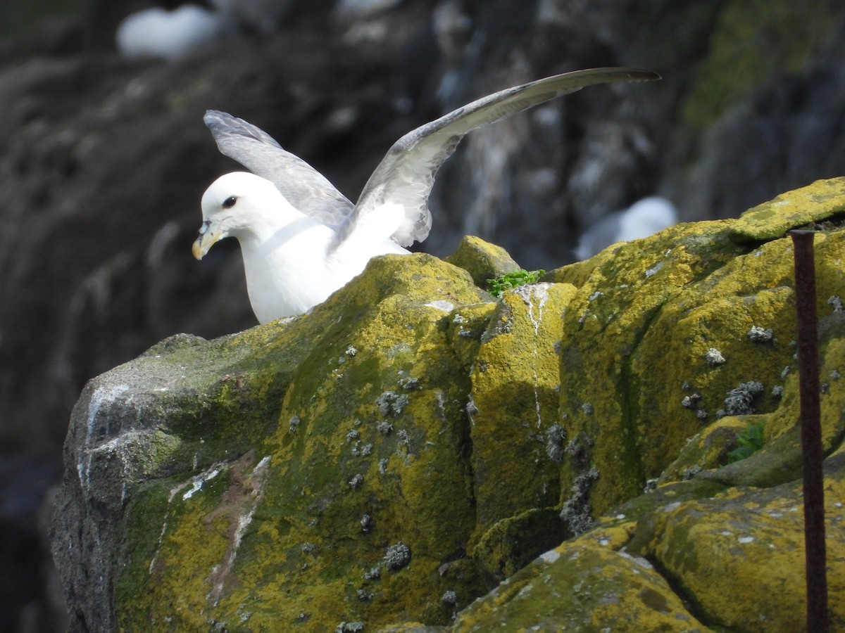 Northern Fulmar - Mateu Garau