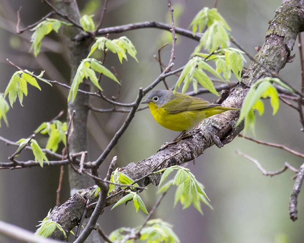Nashville Warbler - Cynthia Bridge