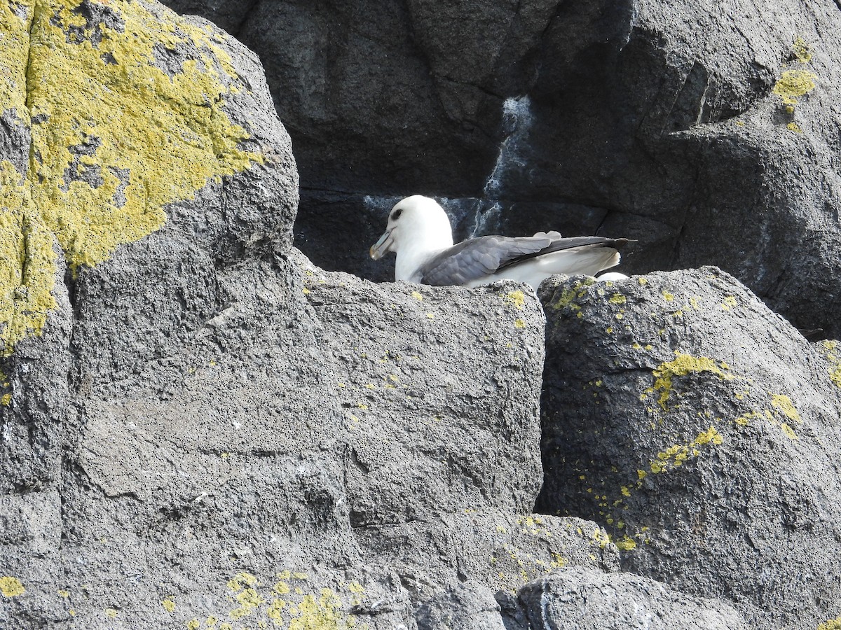 Northern Fulmar - Mateu Garau