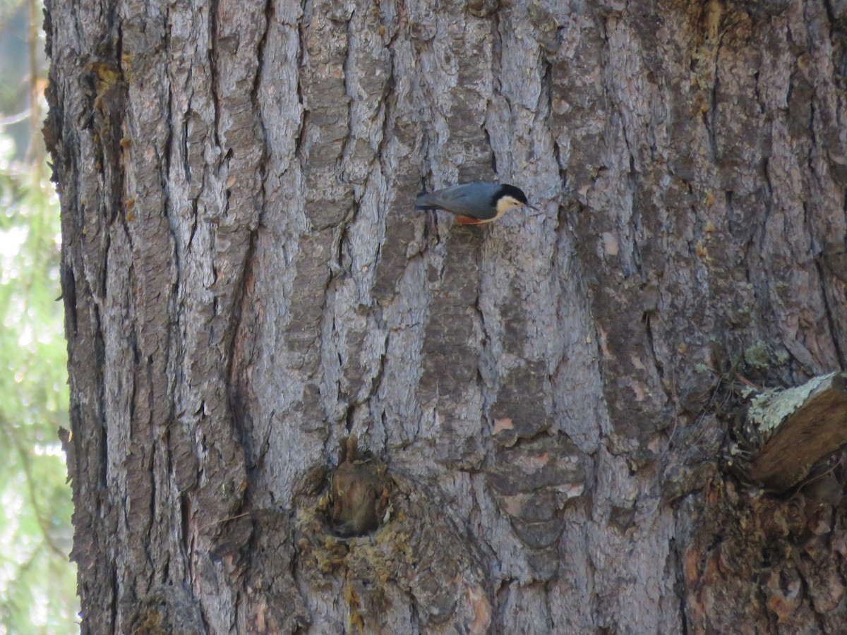 White-cheeked Nuthatch - ML559039851