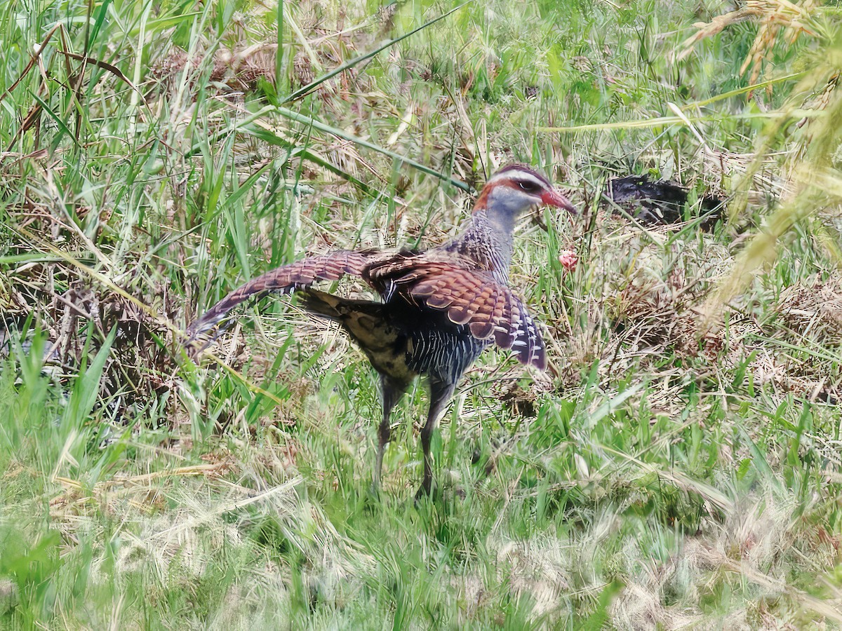 Buff-banded Rail - ML559040371