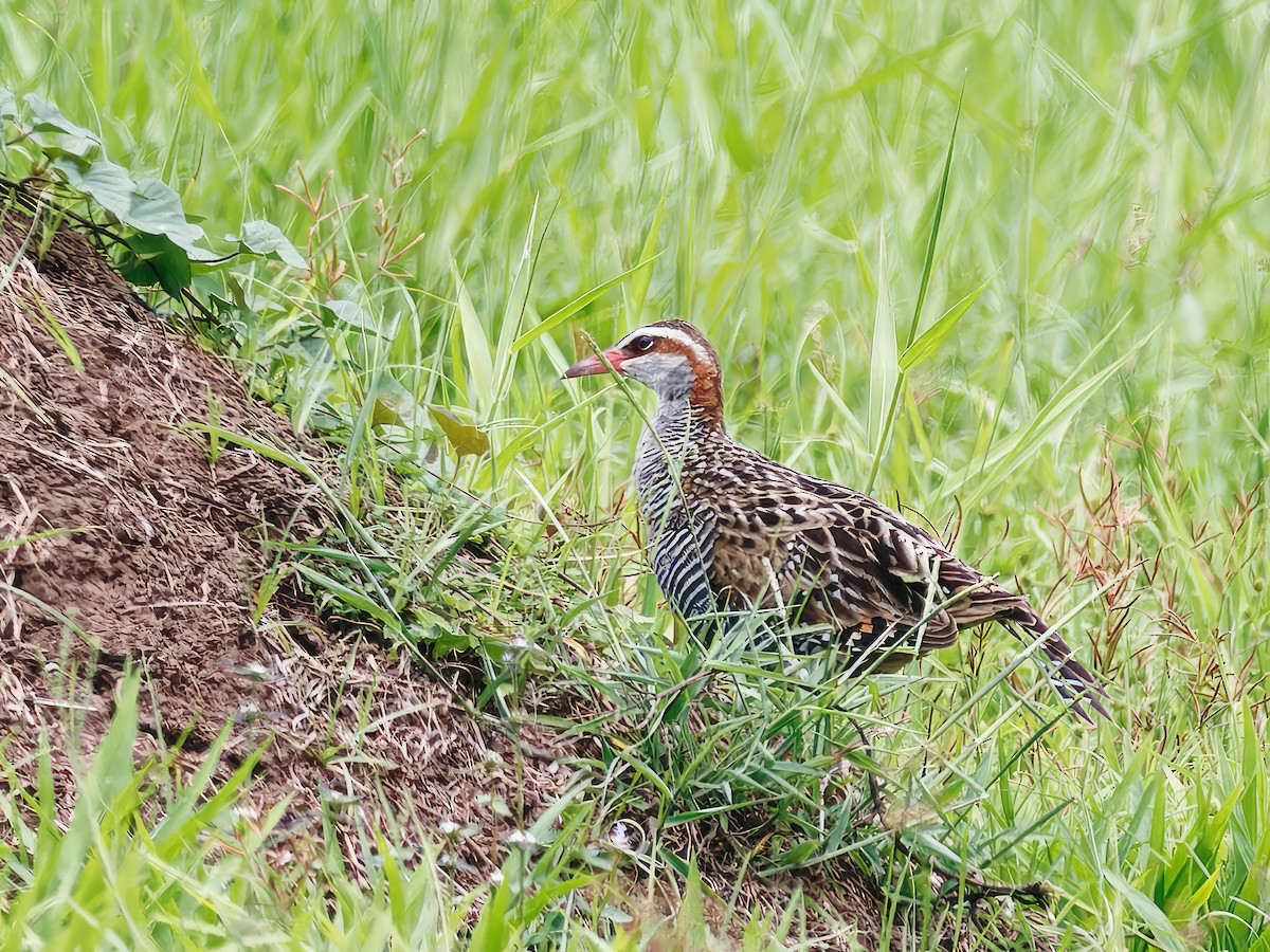 Buff-banded Rail - ML559040381