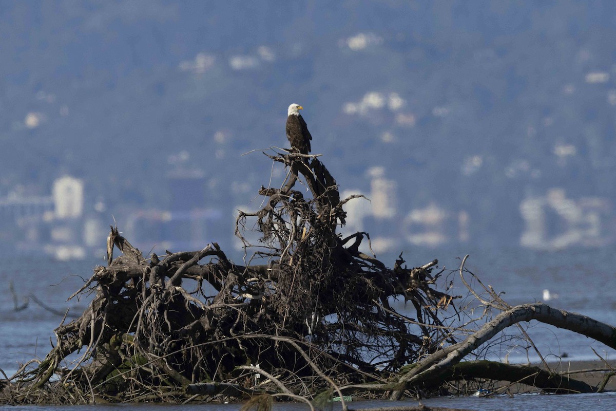 Bald Eagle - Mike Peters