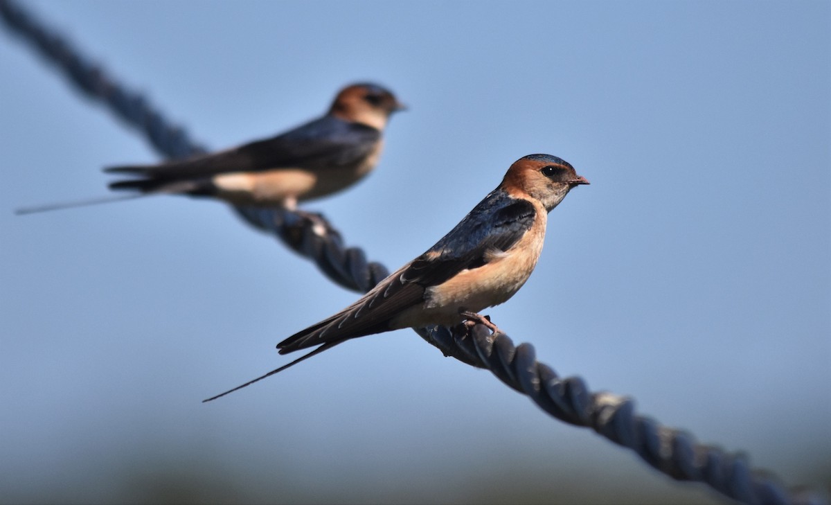 Red-rumped Swallow - ML559041821
