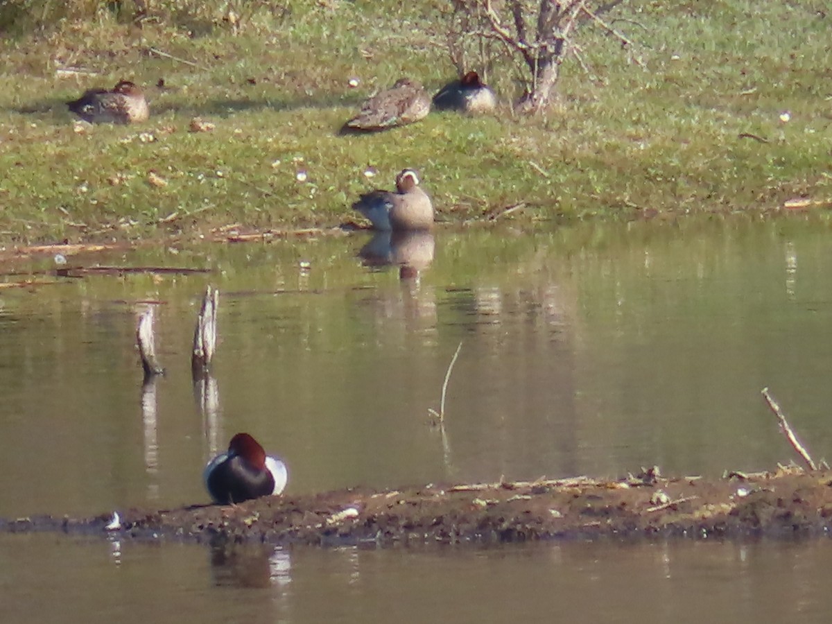 Garganey - ML559042061