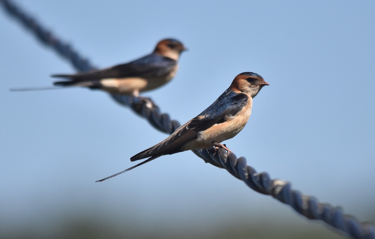 Red-rumped Swallow - ML559043311