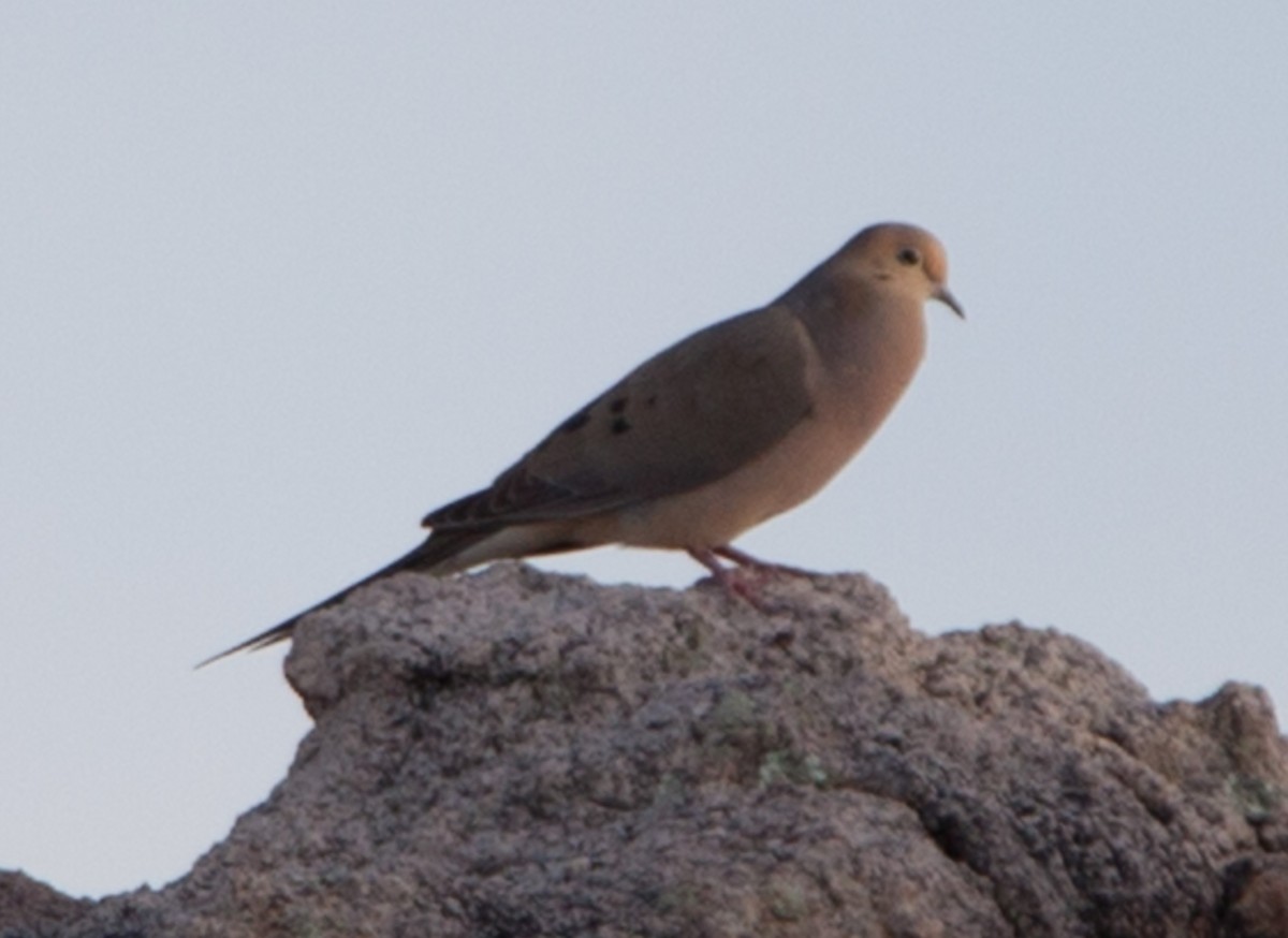 Mourning Dove - ML55904341