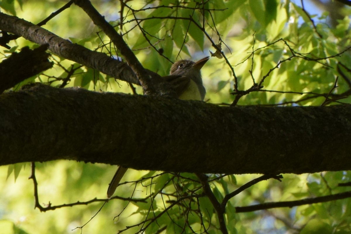 Great Crested Flycatcher - ML559046241