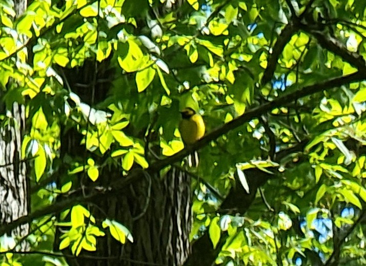 Hooded Warbler - ML559046351