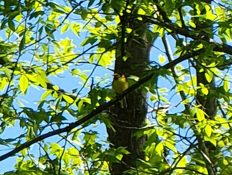 Hooded Warbler - ML559046361