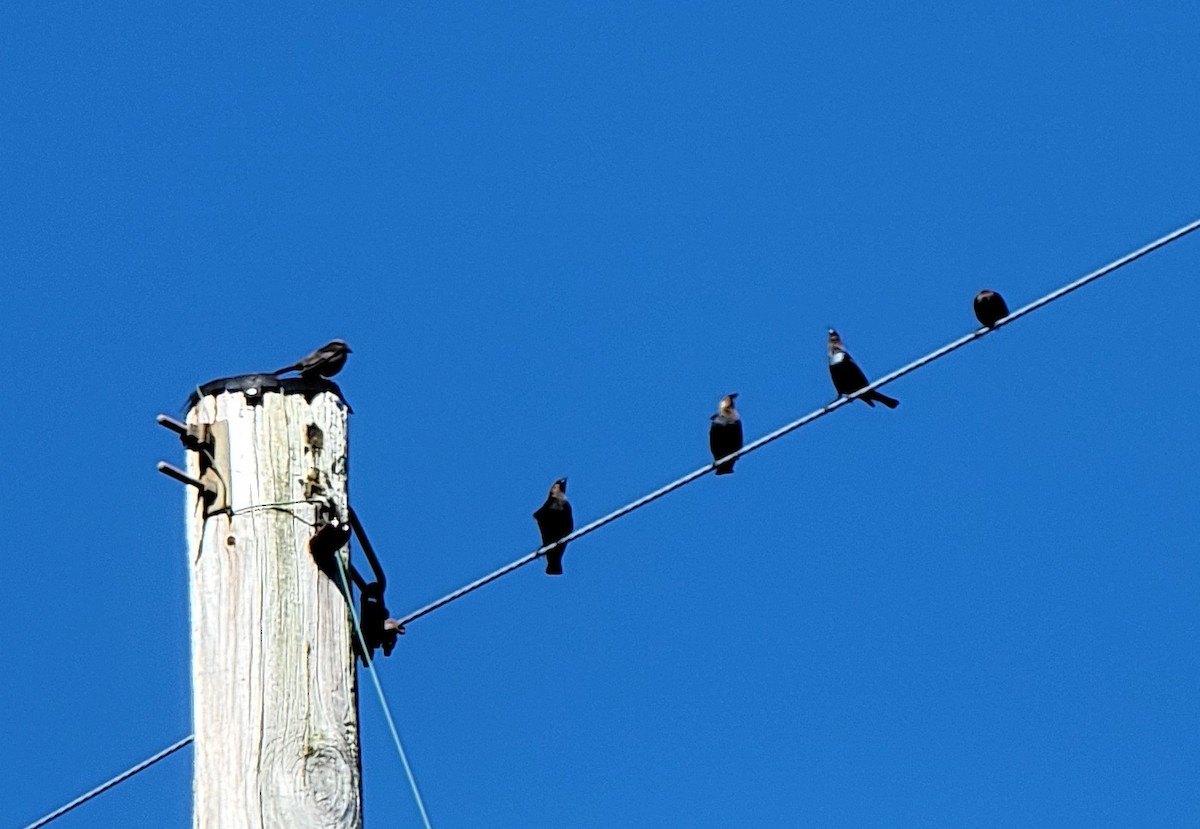Brown-headed Cowbird - ML559046431