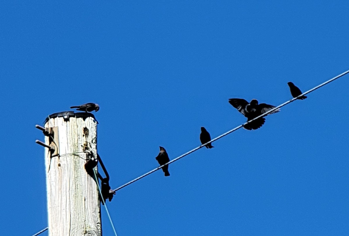 Brown-headed Cowbird - ML559046451