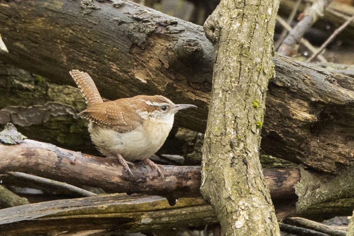 Carolina Wren - ML559046641