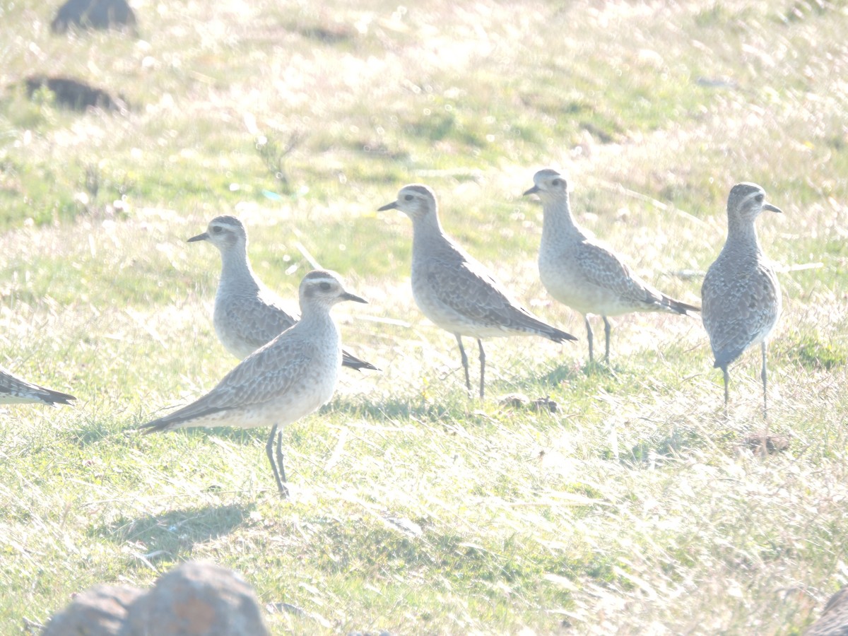 American Golden-Plover - ML55904691