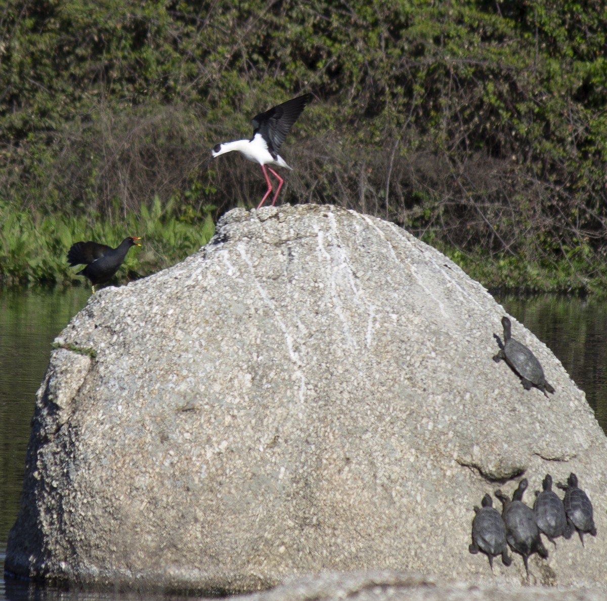 Black-winged Stilt - Marcelino Navarro Barba