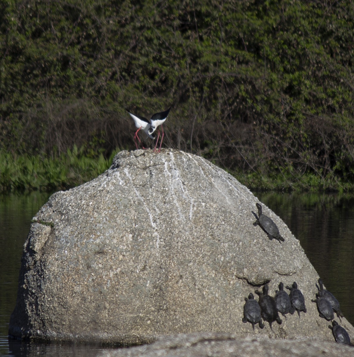 Black-winged Stilt - ML559047601