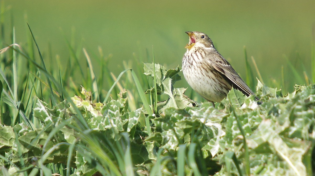 Corn Bunting - ML559048801