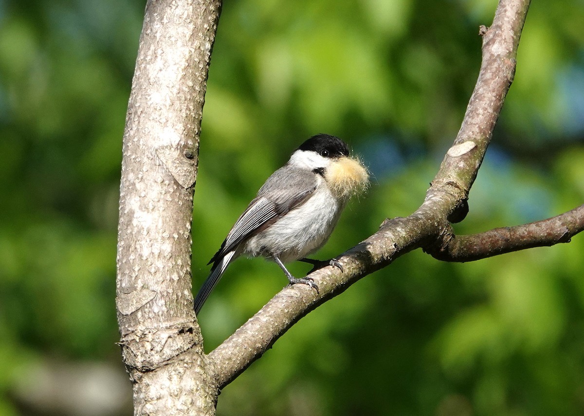 Carolina Chickadee - ML559049821