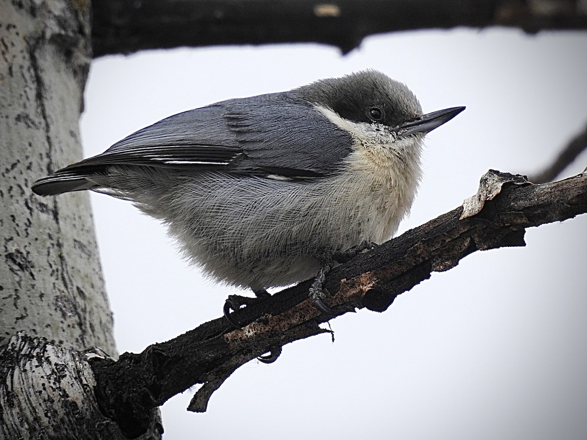 Pygmy Nuthatch - ML559050611