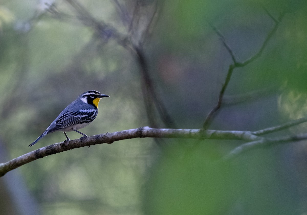 Yellow-throated Warbler - ML559050801