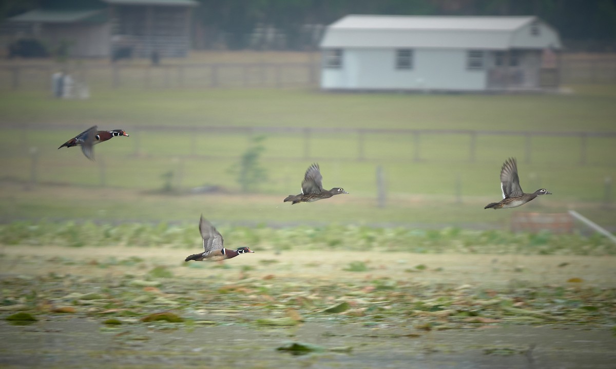 Wood Duck - ML559051761