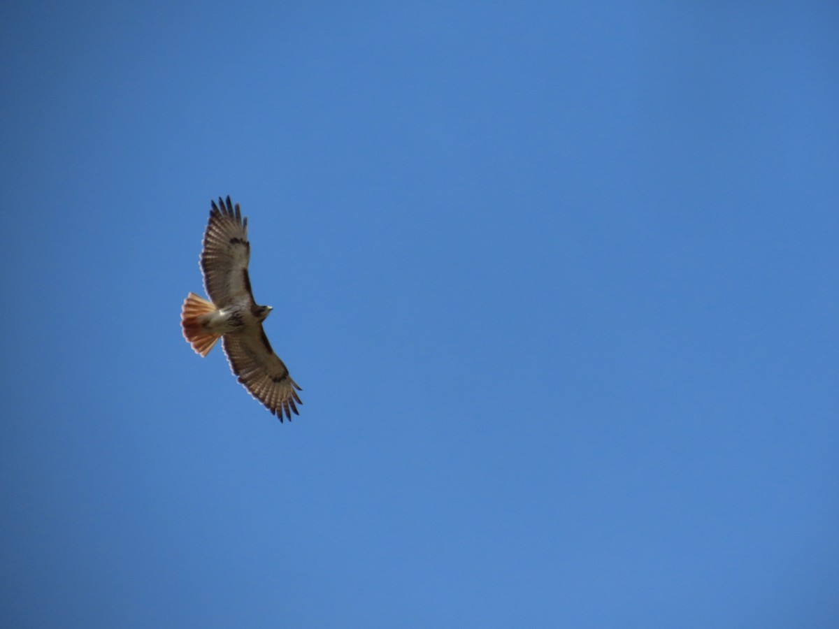 Red-tailed Hawk - ML559052621
