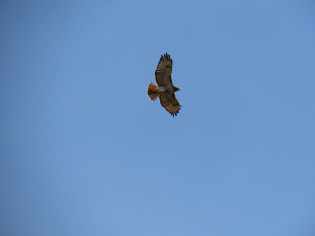 Red-tailed Hawk - ML559052631