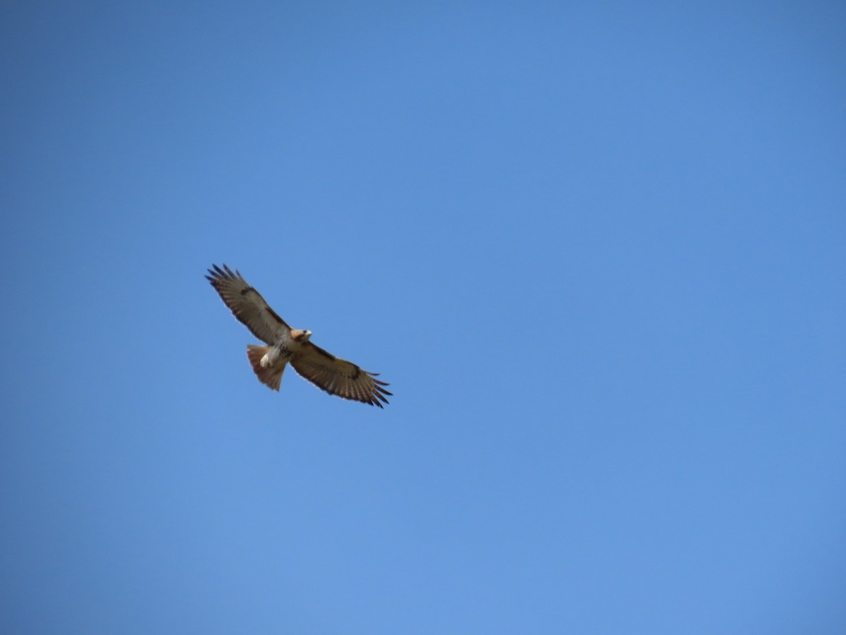 Red-tailed Hawk - ML559052641