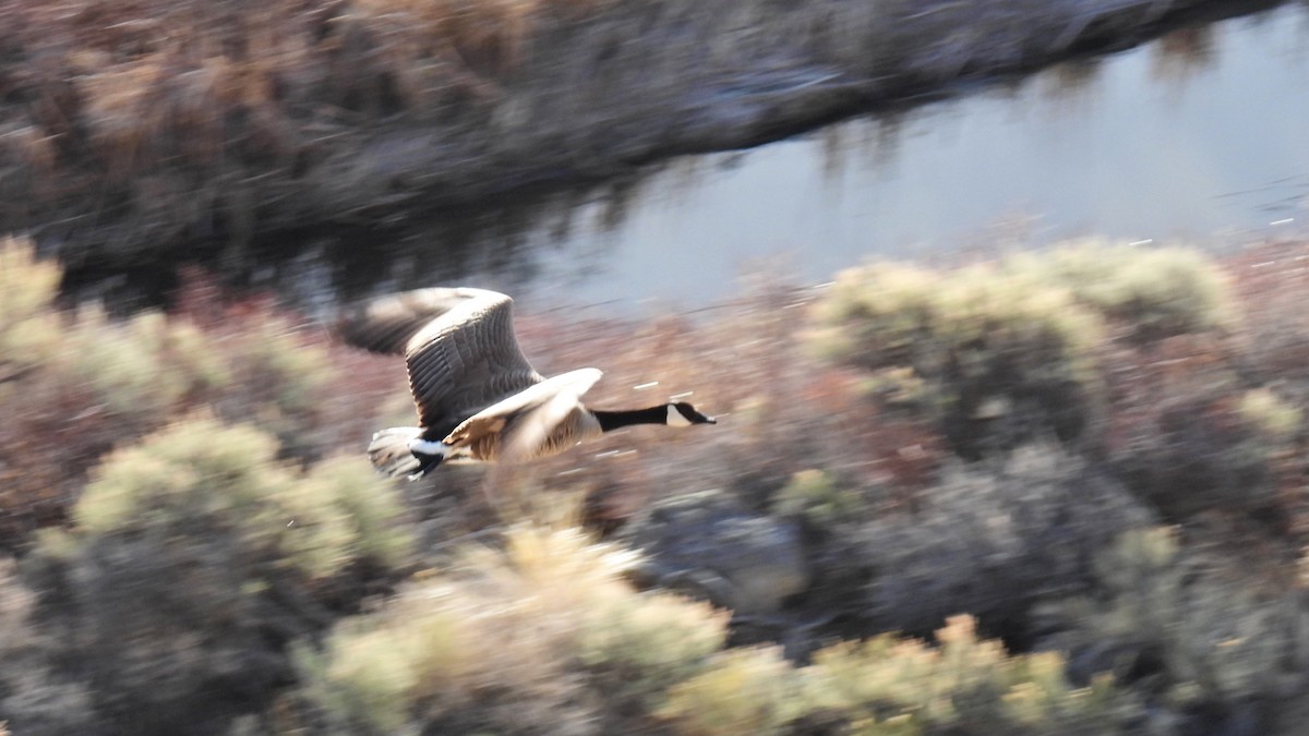 Canada Goose - ML559054111