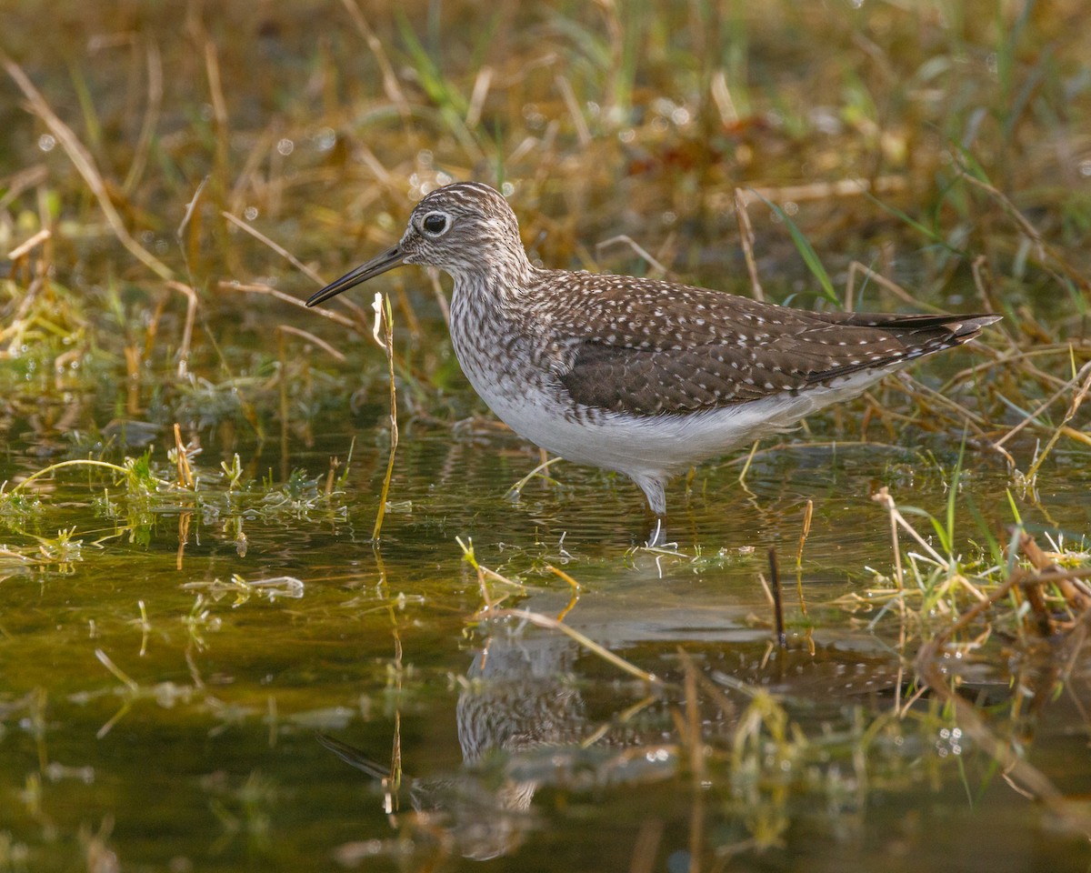 Solitary Sandpiper - ML559055011